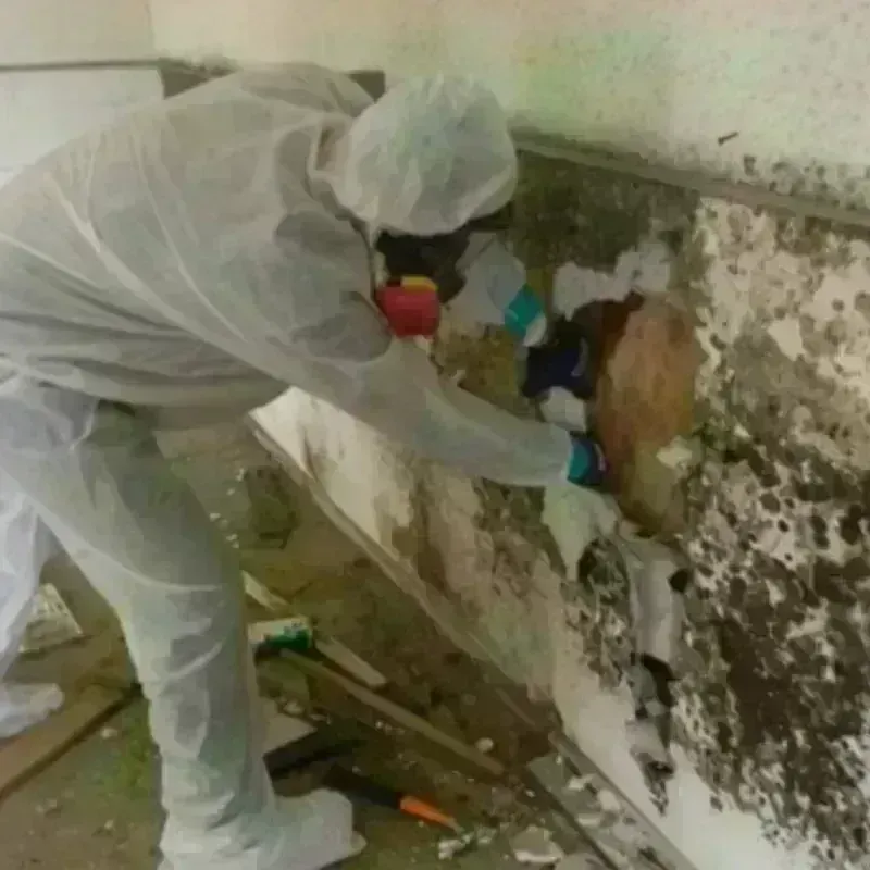 Mold Remediation and Removal in Newport County, RI